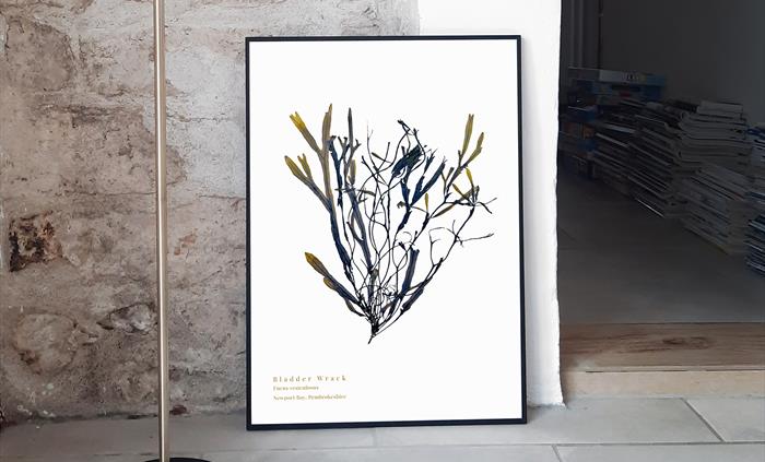 Image of a Bladder Wrack pressed seaweed print, shown framed in black
